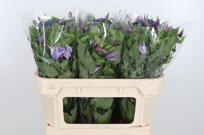 <h4>Clem Star River Lavendel</h4>