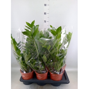 Zamioculcas zamiifolia 'Pixie'