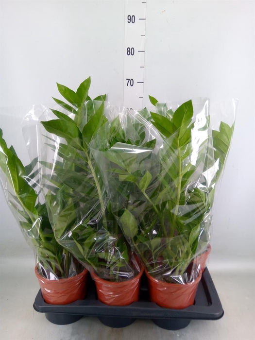 <h4>Zamioculcas zamiifolia 'Pixie'</h4>