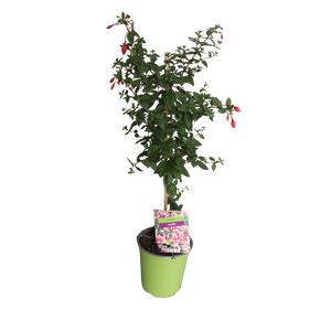Stam 19cm Fuchsia Hybriden Angela (rood-paars)