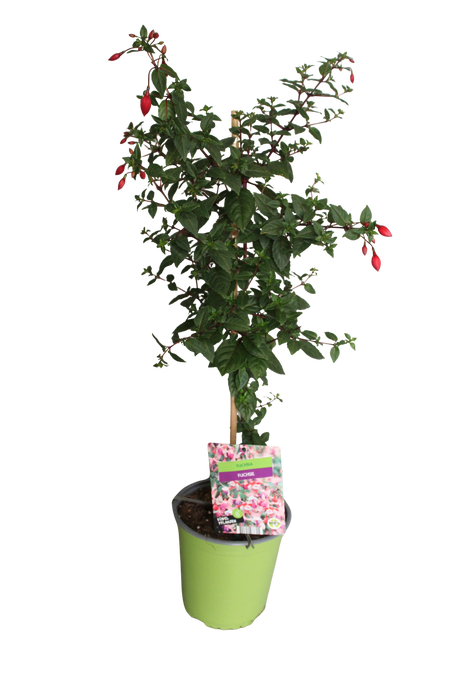 <h4>Stam 19cm Fuchsia Hybriden Angela (rood-paars)</h4>