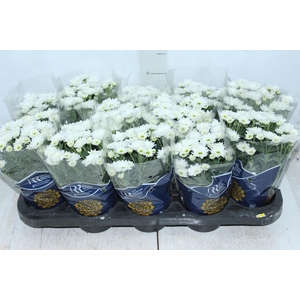 CRISANTEMO MINI P11 BRANCO