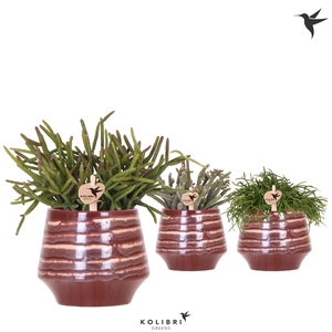 Kolibri Greens Rhipsalis mix in Moonstone pot red