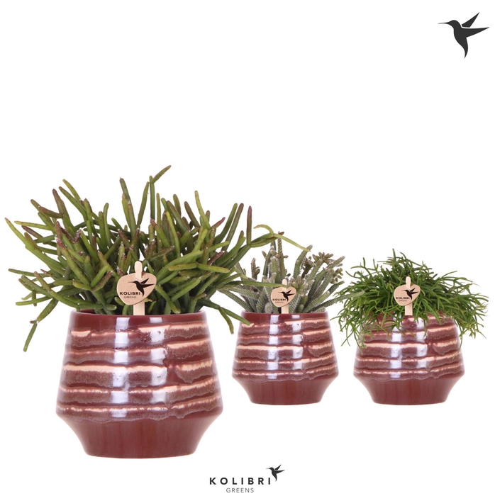 <h4>Kolibri Greens Rhipsalis mix in Moonstone pot red</h4>