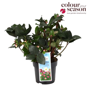 Helleborus Angel Glow P15