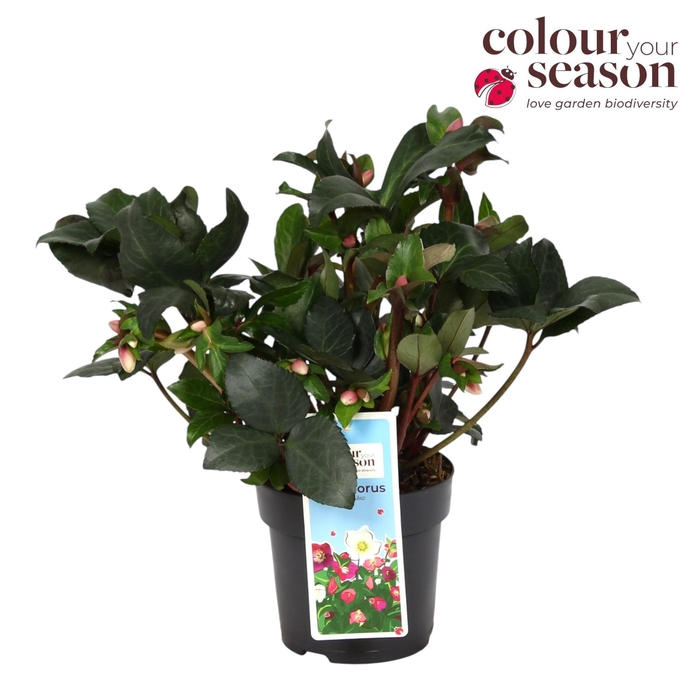 <h4>Helleborus Angel Glow P15</h4>
