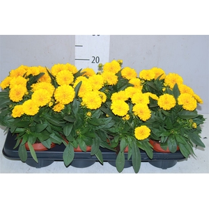 Coreopsis Gr Double The Sun