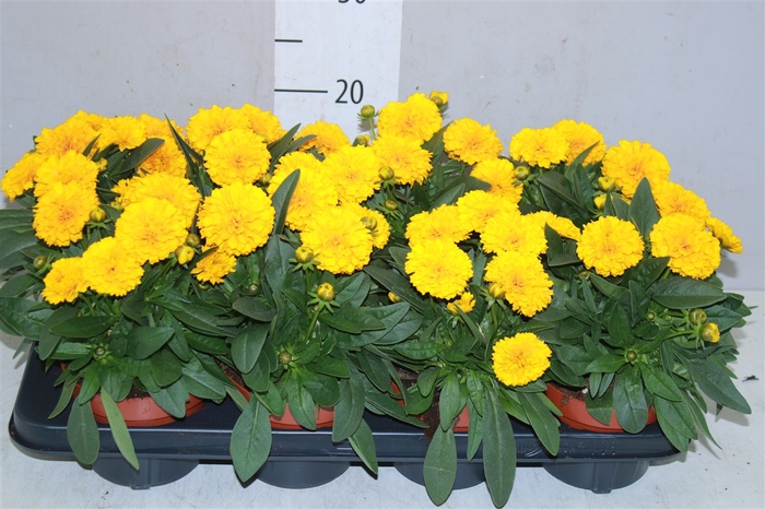<h4>Coreopsis Gr Double The Sun</h4>
