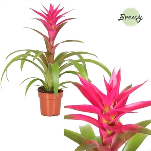 Guzmania Voila