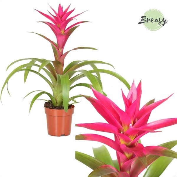 Guzmania Voila