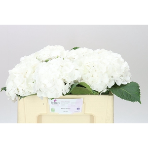 Hyd Verena White