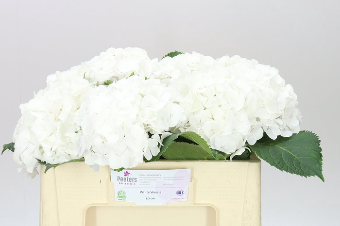 <h4>Hyd Verena White</h4>