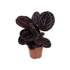 CALATHEA ROSEA PICTA DOTTIE P17