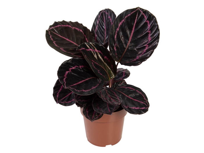 <h4>CALATHEA ROSEA PICTA DOTTIE P17</h4>