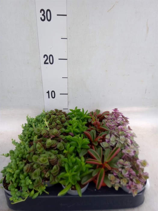 <h4>Planten  ..mix</h4>