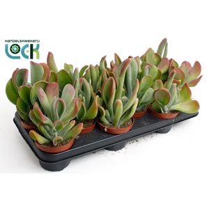 Kalanchoë Oricula