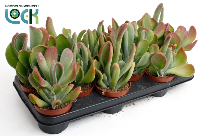 <h4>Kalanchoë Oricula</h4>
