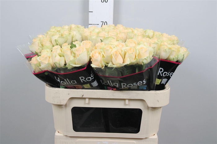 <h4>R Gr Mag Avalanche+</h4>