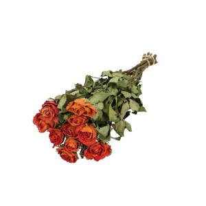 Droogbloem Roos 40cm x10