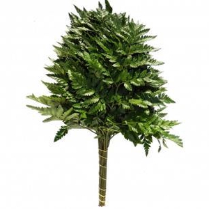F Fougeres 45cm