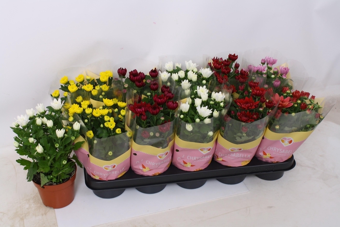 <h4>CHRYS GEVULDBL GEM</h4>