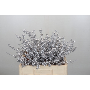 Ilex paint Silver