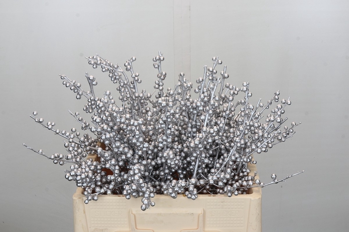 <h4>Ilex paint Silver</h4>