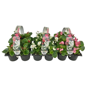 Begonia Semp diverse kleuren 6p