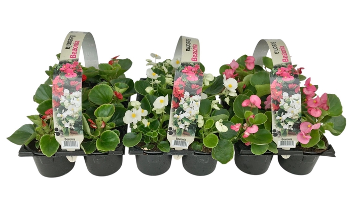 <h4>Begonia Semp diverse kleuren 6p</h4>