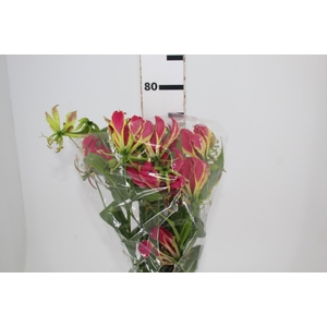 GLORIOSA