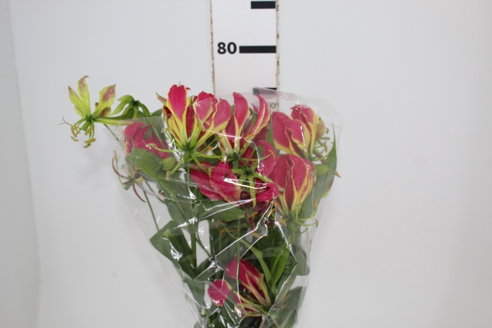<h4>GLORIOSA</h4>
