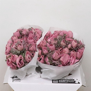 Anemone Powder Lie De Vin