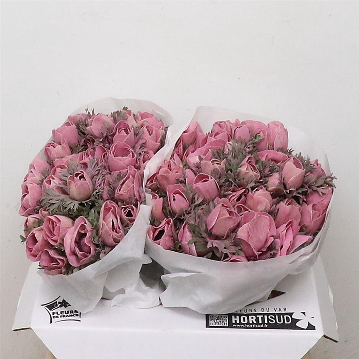 Anemone Powder Lie De Vin