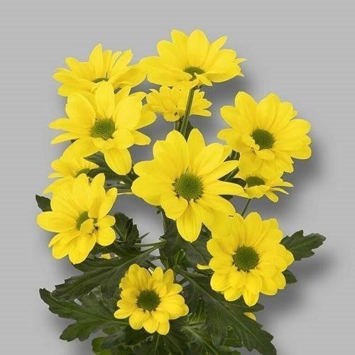 <h4>Chr T Copa Scenza</h4>