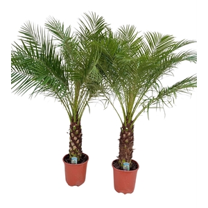 Phoenix roebelenii