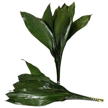 <h4>ASPIDISTRA</h4>