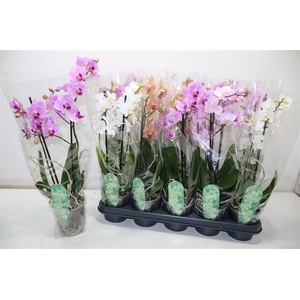 Phal Mf Gem 4 Kl
