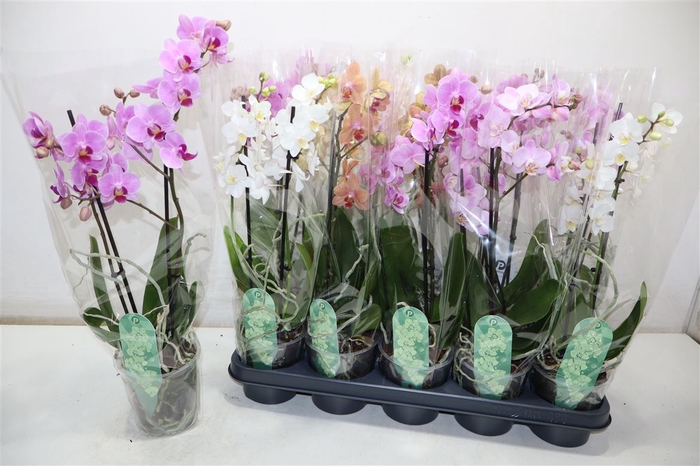 <h4>Phal Mf Gem 4 Kl</h4>