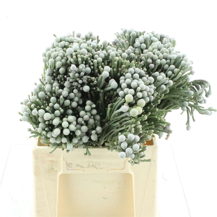 <h4>Kaaps Brunia Silver</h4>