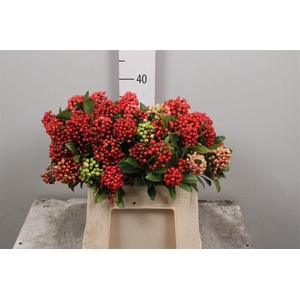 Skimmia Red Berry Per B