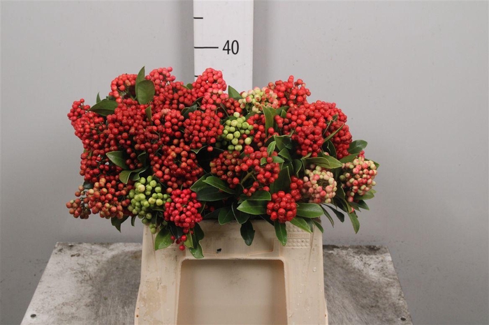 <h4>Skimmia Red Berry Per B</h4>
