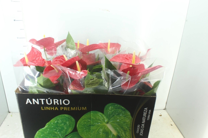 <h4>ANTHURIUM MICHIGAN P17 PREMIUM</h4>