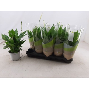 Spathiphyllum Bellini 13Ø 40cm 8fl