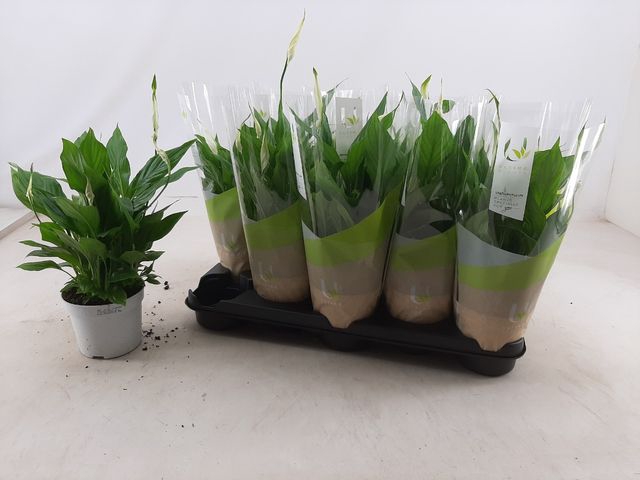Spathiphyllum Bellini 13Ø 40cm 8fl