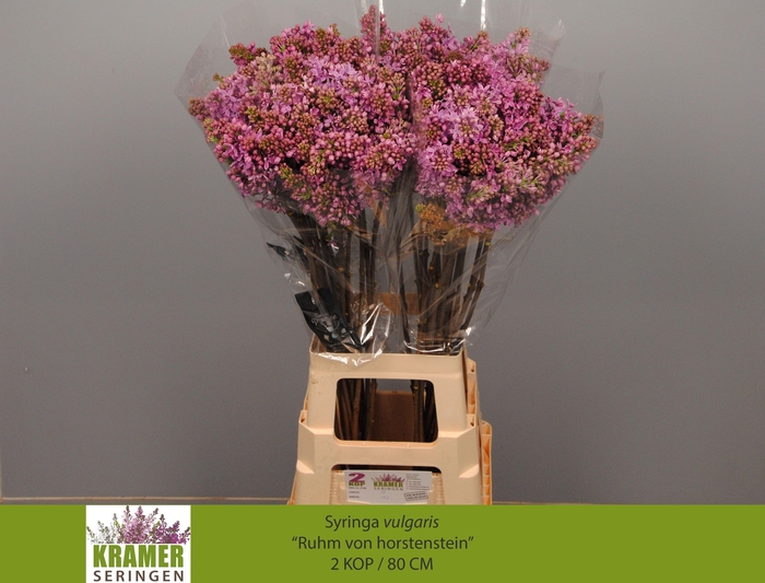 <h4>SYR V R V HORSTENST</h4>