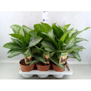 Aglaonema  'Silver Bay'