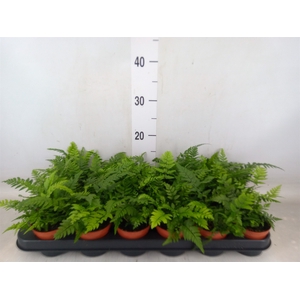 Athyrium   ...