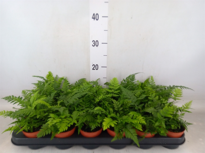 <h4>Athyrium   ...</h4>