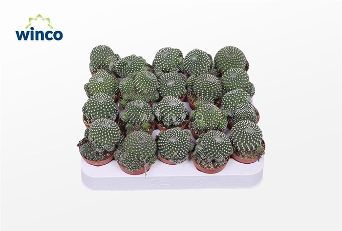 <h4>Sulcorebutia Heliosoides</h4>