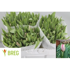 TU EN GANDERS RHAPSO